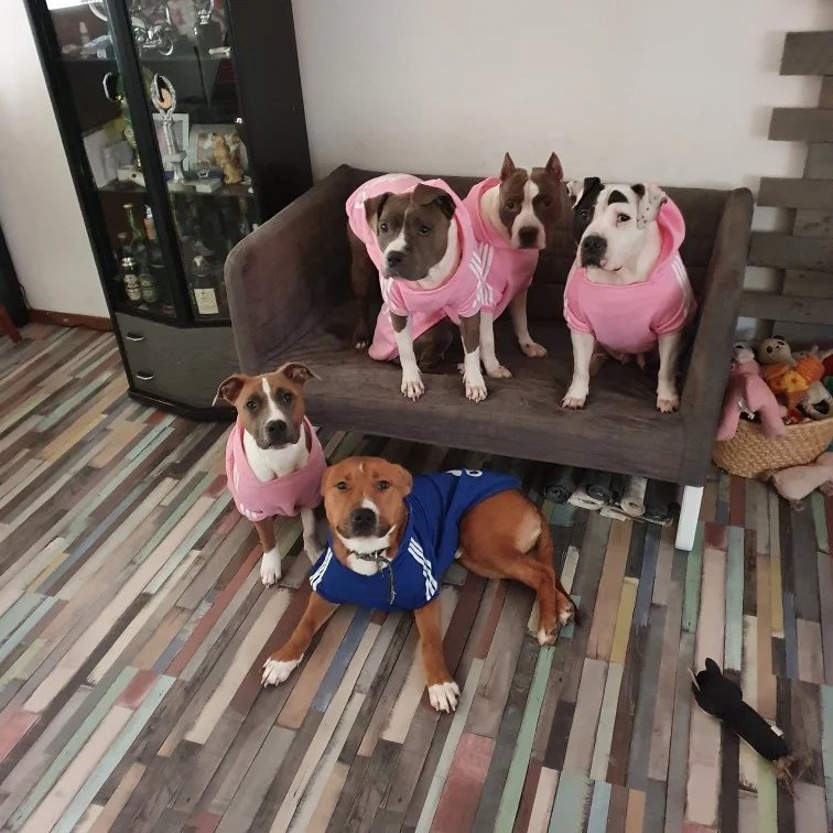 Pet Dog Clothes Adidog Dog Hoodies Autumn Winter Warm Coat for Large Dogs Jacket Sweater Puppy French Bulldog Clothing