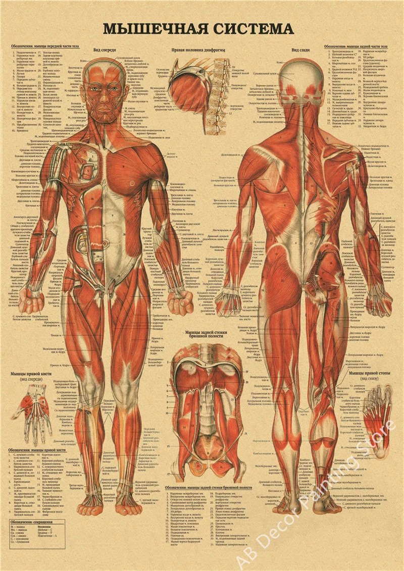 Retro Organ Systems In The Human Body Posters Skeleton Anatomy Kraft Paper Prints DIY Vintage Home Room Art Wall Decor Paintings