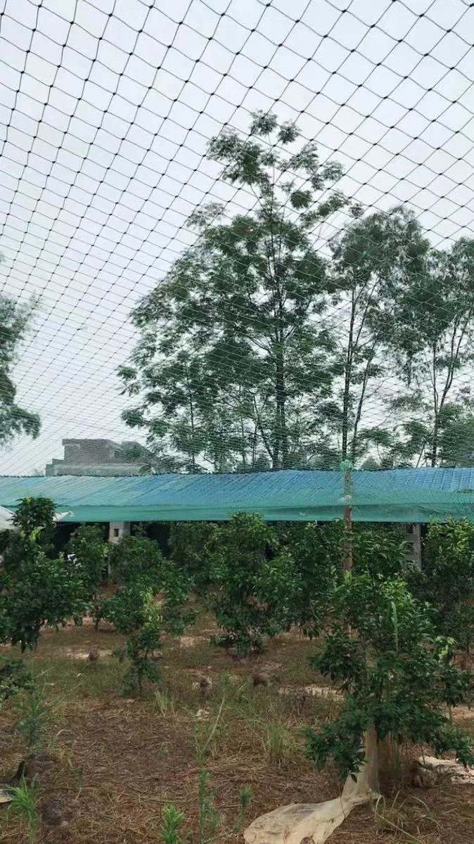 Heavy Anti Bird Netting Net Garden Fence and Crops Protective Fencing Mesh Anti Bird Deer Cat Dog Chicken Net  Fishing Net