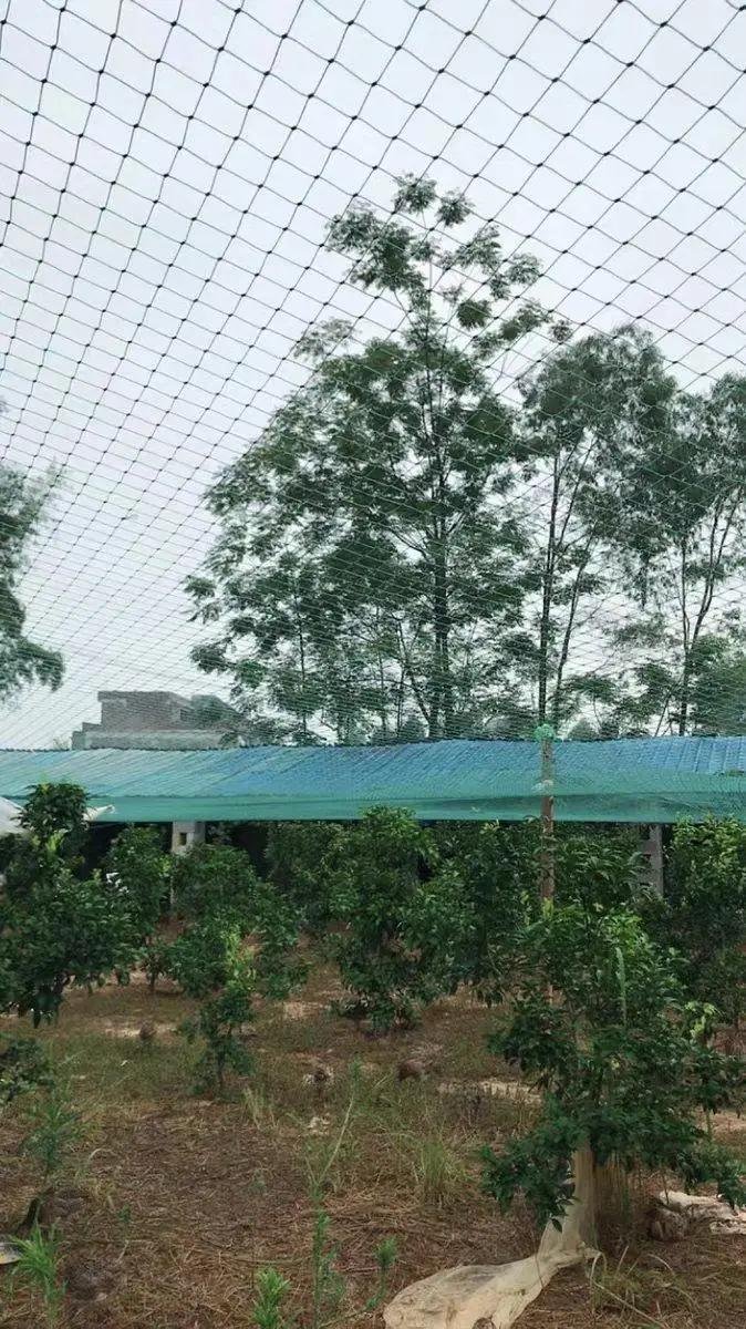 Heavy Duty Anti Bird Netting Garden Deer Fence Netting, Garden Net and Crops Protective Fencing Mesh for Anti Bird Deer Cat Dog
