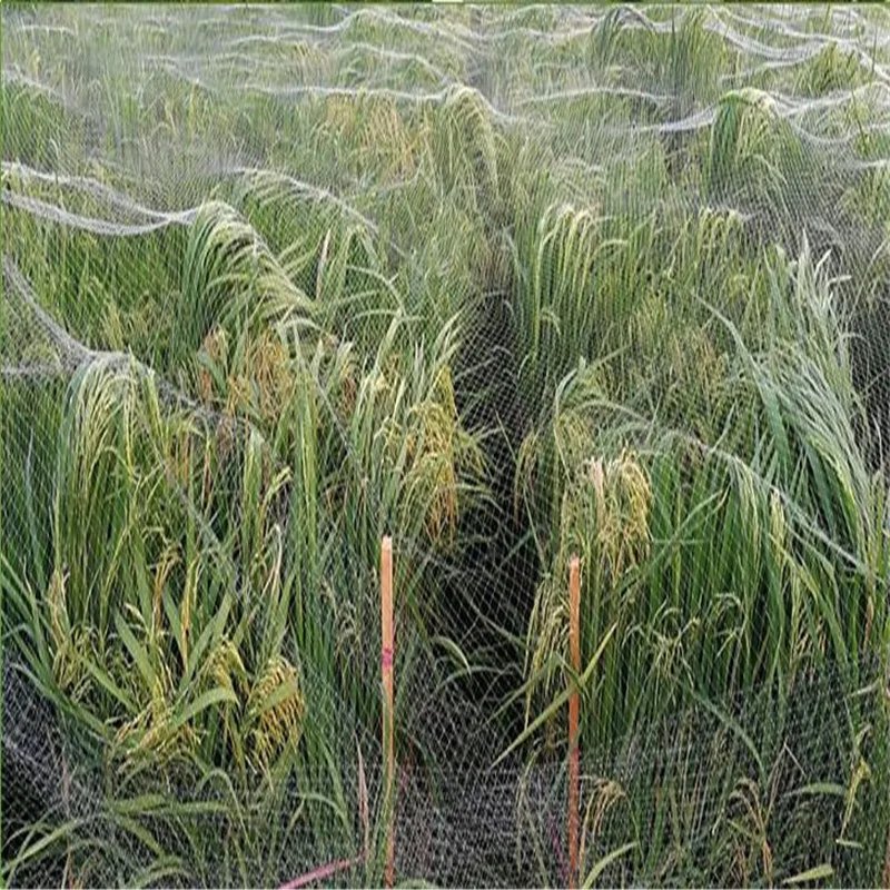 5m,10m,20m,Transparent Orchard bird net Agricultural fence Gardening ne Fishpond bird net Anti defoliation Garden protection net