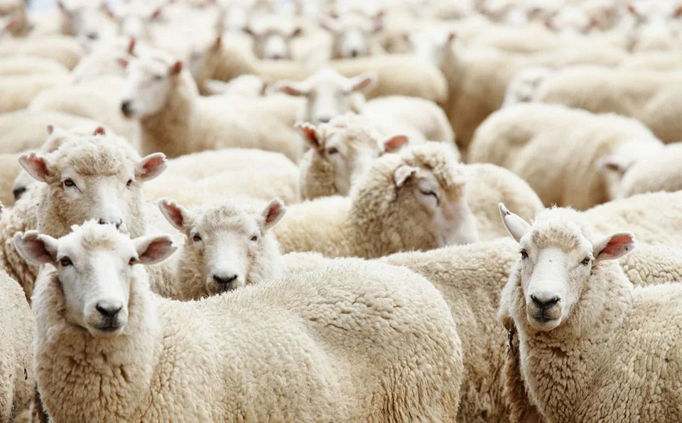 Winter Men's Knee Wool Long Socks Thick Warm Harajuku Retro Compression High Male Sock 3 Pair